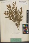 Foto von Salix purpurea L.